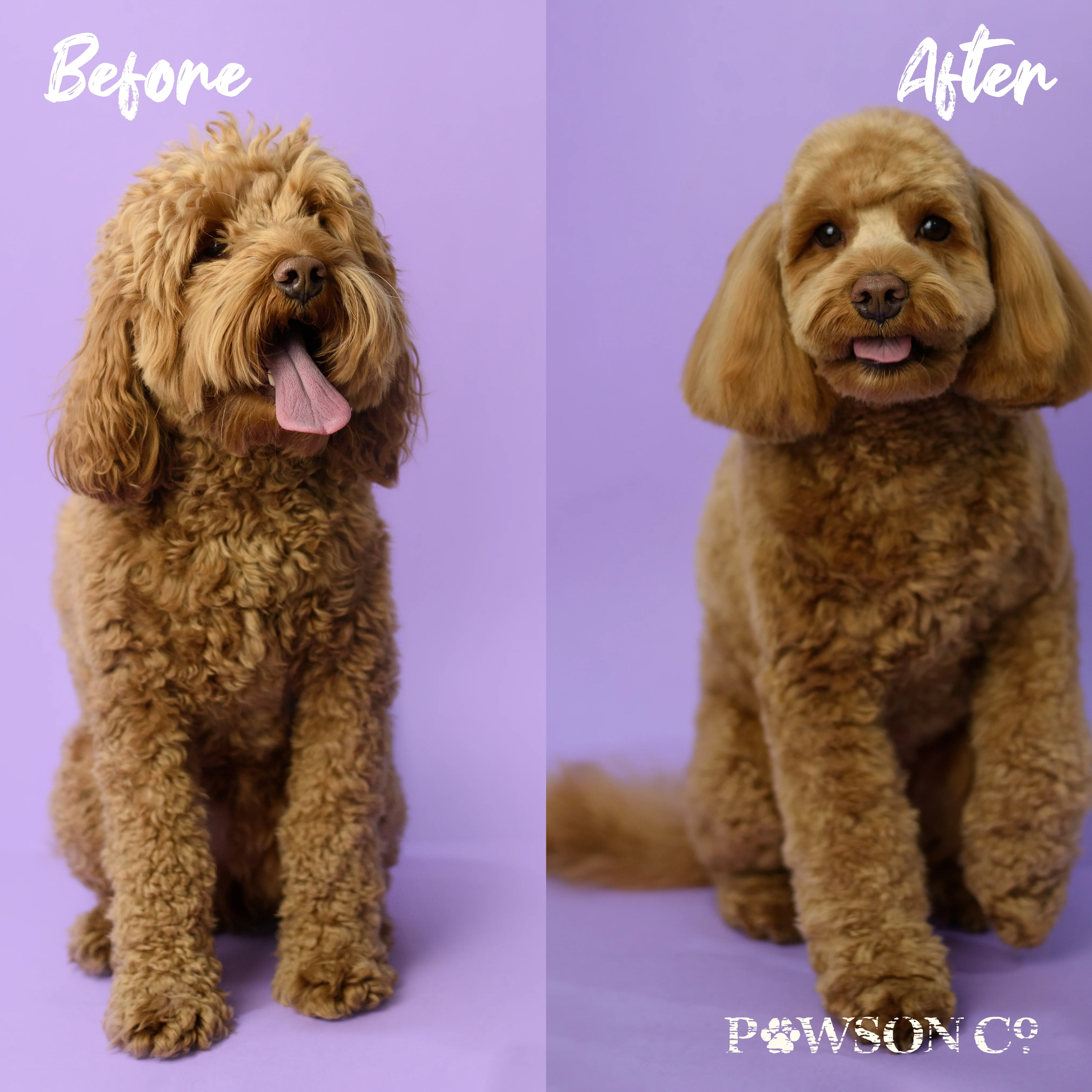 Pet Shampoo Bar | Peony & Vanilla Orchid - Image 5